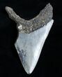 Partial + Inch Megalodon Tooth - Razor Serrations #3533-2